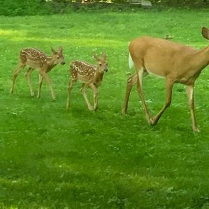 Meet your Posher, Pam